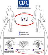 Image of metamonad