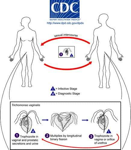 Image de Metamonada