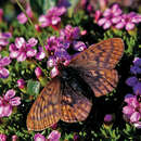 Image of Dingy Fritillary