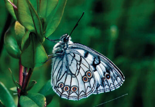 Image of Melanargia