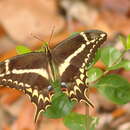 Image of Schaus' Swallowtail