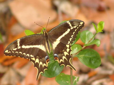 Image of Schaus' Swallowtail