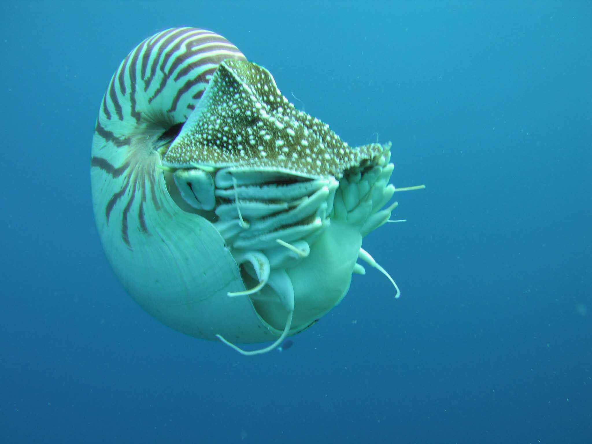 Image of nautiluses