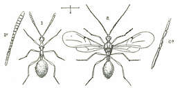 Image of Diaprioidea