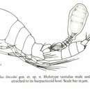 Plancia ëd Deoterthron lincolni (Boxshall 1988)