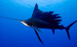 Image of Sailfishes