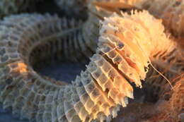 Image of whelks