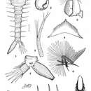 Imagem de Psorophora ferox (Van Humboldt 1819)