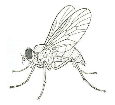 Image of Rocky Mountain Bite Flies
