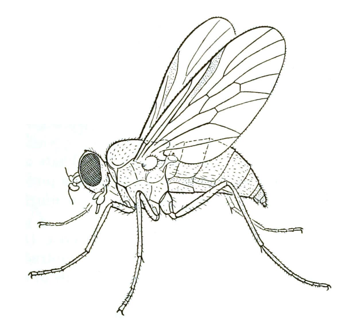 Image of Rocky Mountain Bite Flies