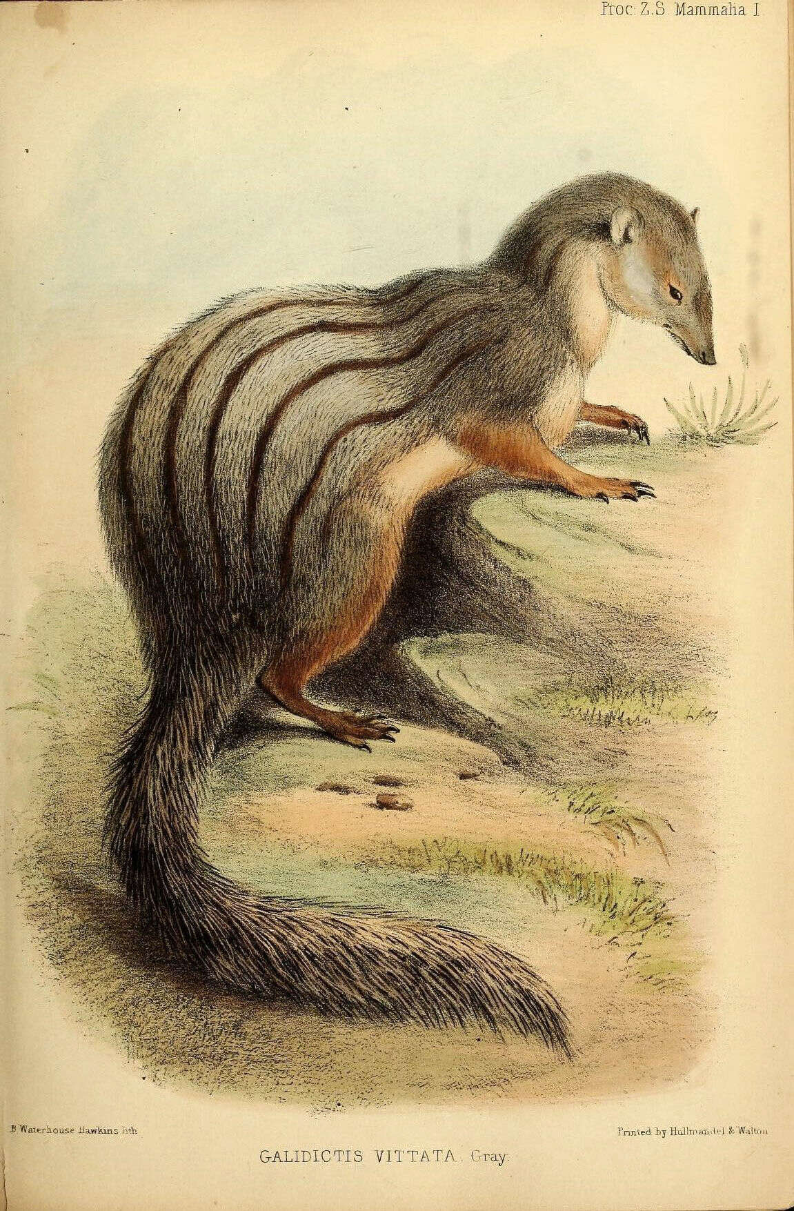 Image of Malagasy carnivores