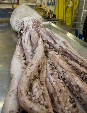 Image of Giant squid