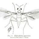 Image de Hydrophylita aquivolans (Matheson & Crosby 1912)