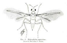Image of trichogrammatid wasps