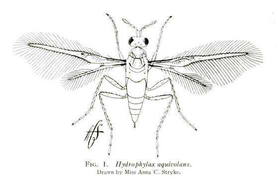 Image of Hydrophylita