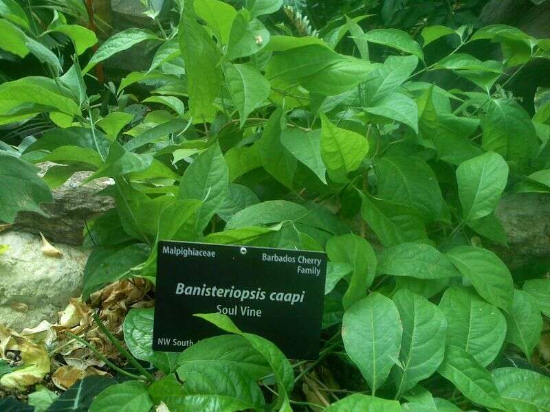 Banisteriopsis resmi