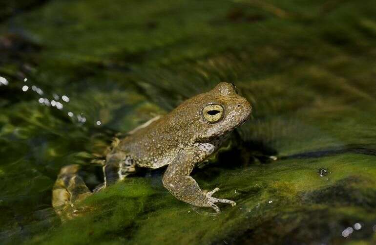 Image of Rana Linnaeus 1758