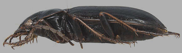 Image de Nebria