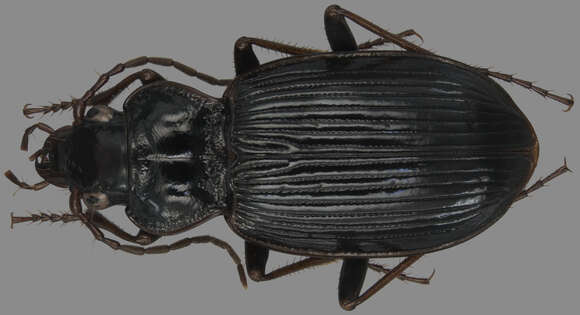 Image of Nebria