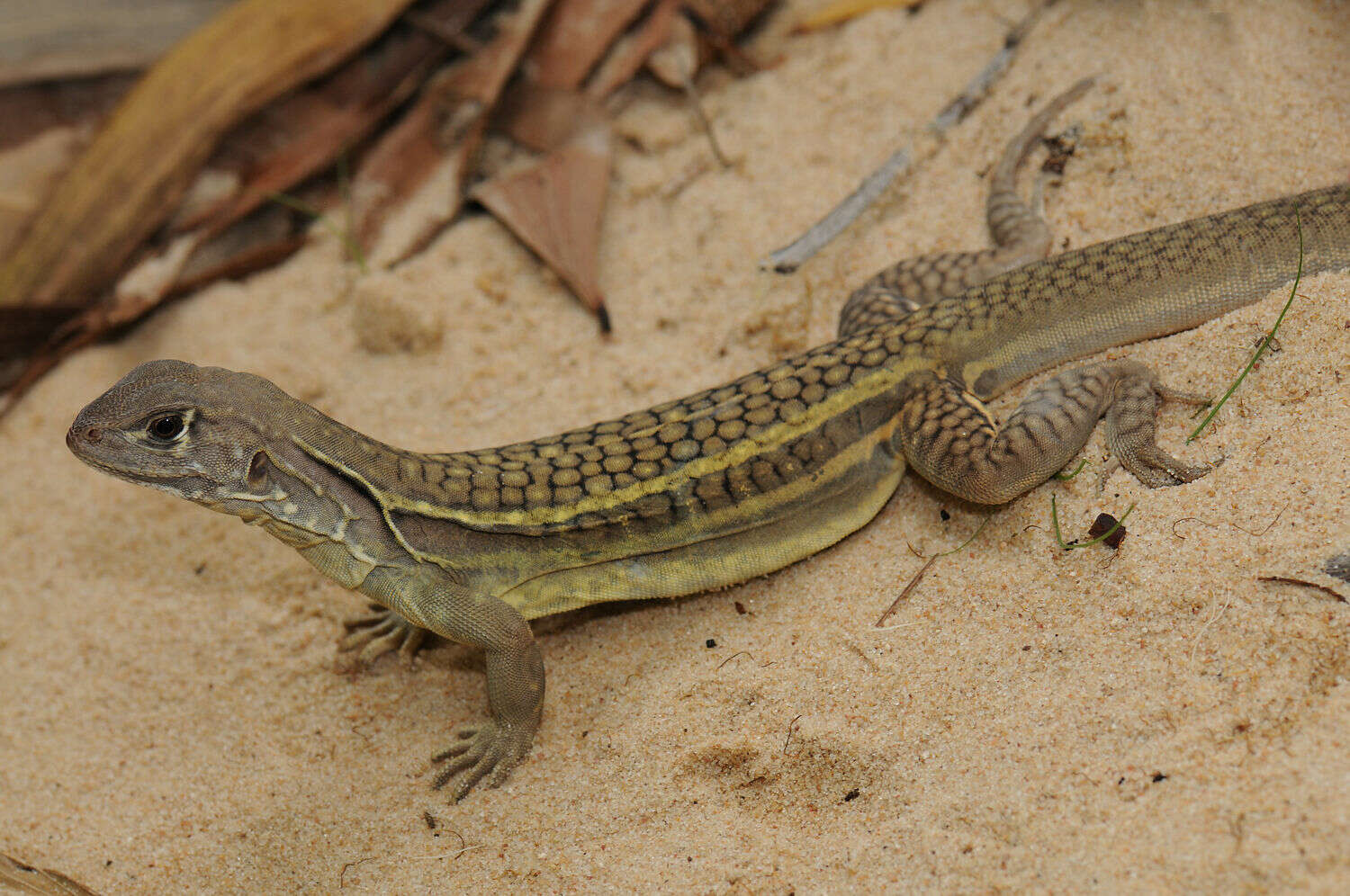 Image of Reeves' Butterfly Lizard