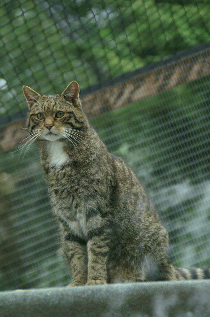 Image of European wildcat