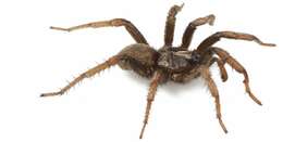 Image of wafer-lid trapdoor spiders