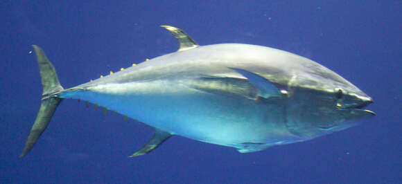 Image of Thunnus