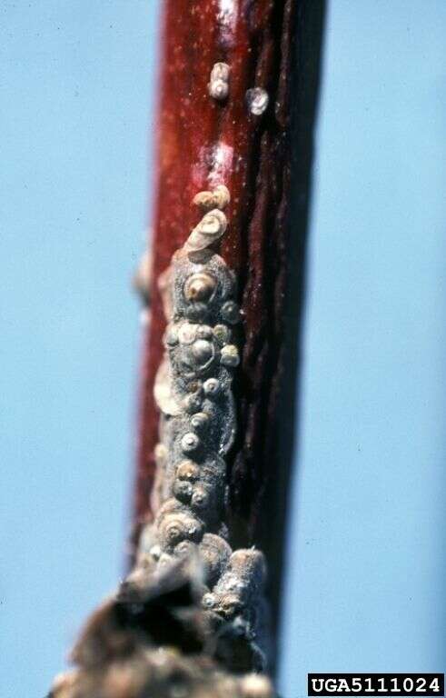 Image of armored scale insects