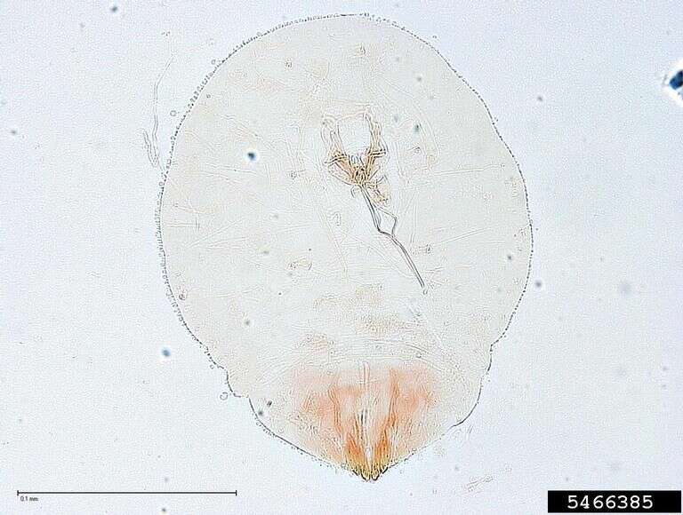 Image of armored scale insects