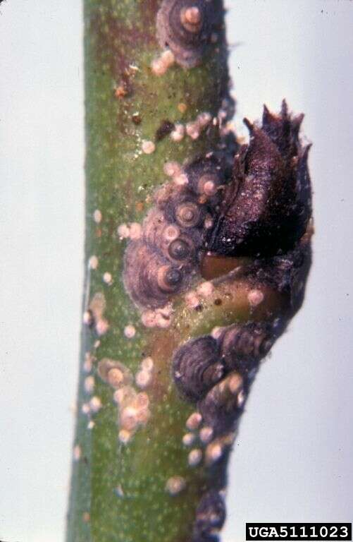 Image of armored scale insects