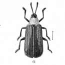 Imagem de Odontota dorsalis (Thunberg 1805)