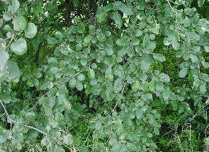 Image of buckthorn