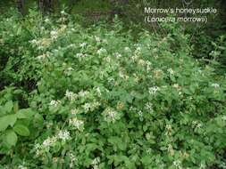 Imagem de Lonicera morrowii Gray