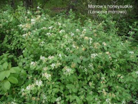 Sivun Lonicera morrowii Gray kuva