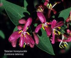 Image of honeysuckle