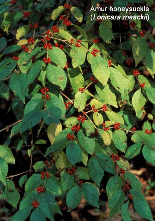 Image of honeysuckle