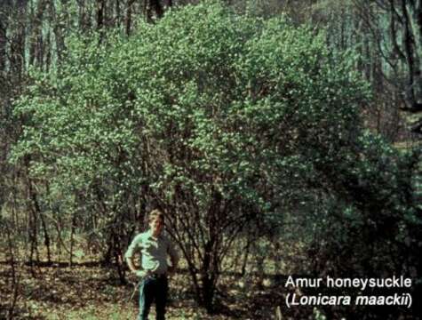 Image of honeysuckle