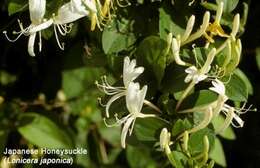 Image of honeysuckle