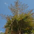 Image of Suicide Palm