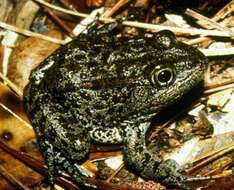 Image of Dusky Gopher Frog