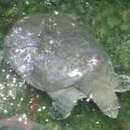 Image of Shanghai soft-shell turtle