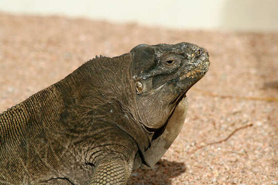 Imagem de <i>Cyclura collei</i>