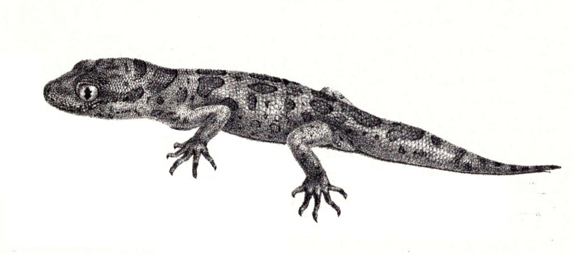 Image of Lepidosauromorpha