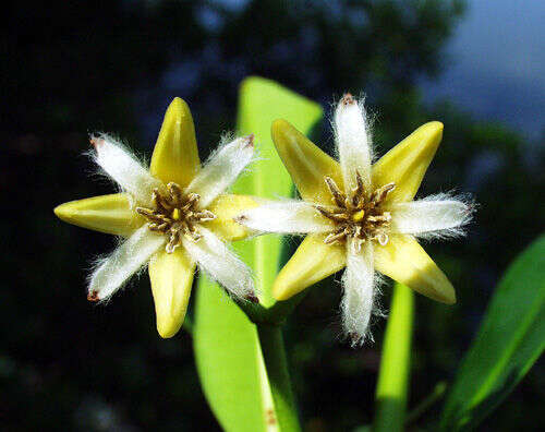 Image of mangrove