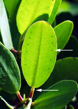 Image of White Mangroves