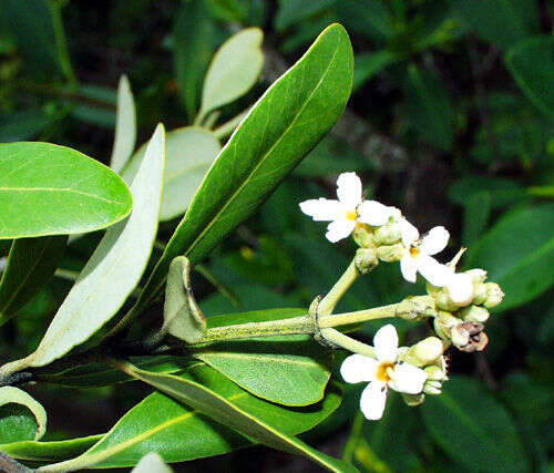 Image of black mangrove