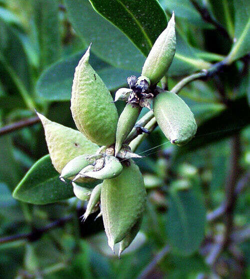 Image of black mangrove