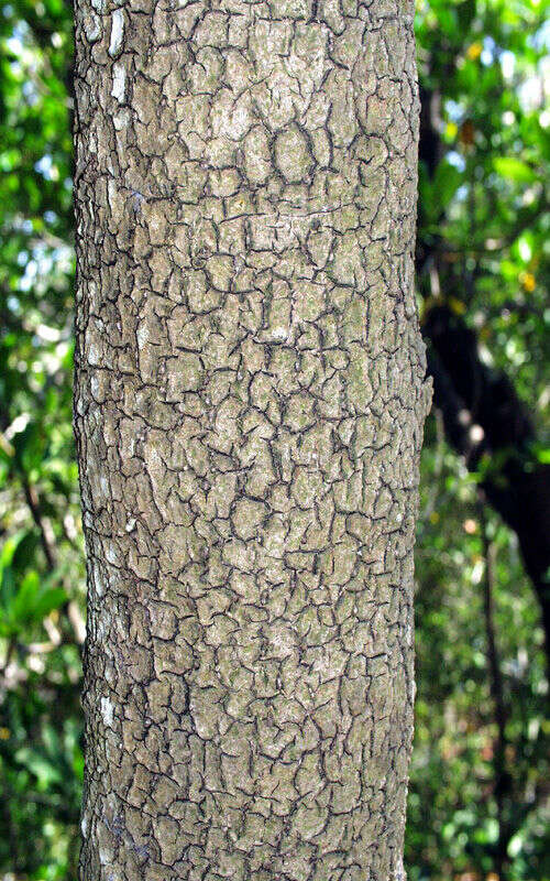 Image of black mangrove