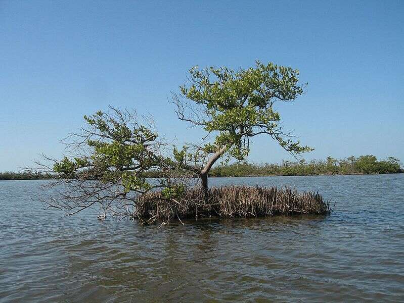 Image of black mangrove