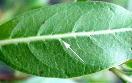 Image of mangrove